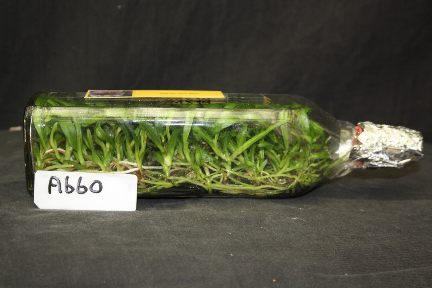 A660 Den. Air Way Blue ‘Orchid World’ Orchid Flask 40 Aranbeem