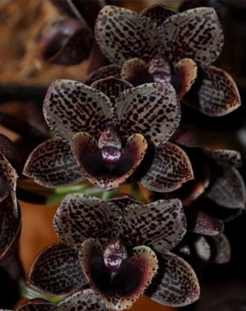 FREE SHIP MOS mericlone After Dark 'Bakers Black Hole' Orchid Catasetum Fdk 
